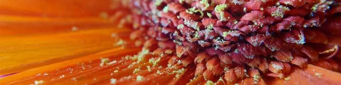 Smartphone macro photography